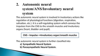 2. Autonomic neural
system/ANS/Involuntary neural
system
The autonomic neural system is involved in involuntary actions like
regulation of physiological functions (digestion, respiration,
salivation, etc.). It is a self-regulating system which conveys the
impulses from the CNS to the smooth muscles and involuntary
organs (heart, bladder and pupil).
CNS—Impulse-→Involuntary organ/smooth muscles
The autonomic neural system is further classified into
a) Sympathetic Neural System
b) Parasympathetic Neural System.
 