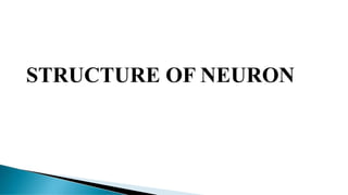 STRUCTURE OF NEURON
 