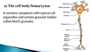 a) The cell body/Soma/cyton
It contains cytoplasm with typical cell
organelles and certain granular bodies
called Nissl’s granules.
 