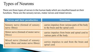 Types of Neurons
There are three types of nerves in the human body which are classified based on their
functions. These are the sensory nerves, motor nerves and mixed nerves.
 