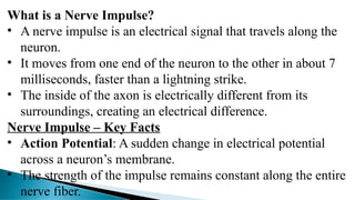 What is a Nerve Impulse?
• A nerve impulse is an electrical signal that travels along the
neuron.
• It moves from one end of the neuron to the other in about 7
milliseconds, faster than a lightning strike.
• The inside of the axon is electrically different from its
surroundings, creating an electrical difference.
Nerve Impulse – Key Facts
• Action Potential: A sudden change in electrical potential
across a neuron’s membrane.
• The strength of the impulse remains constant along the entire
nerve fiber.
 