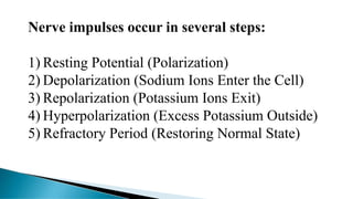 Nerve impulses occur in several steps:
1) Resting Potential (Polarization)
2) Depolarization (Sodium Ions Enter the Cell)
3) Repolarization (Potassium Ions Exit)
4) Hyperpolarization (Excess Potassium Outside)
5) Refractory Period (Restoring Normal State)
 