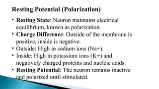 Resting Potential (Polarization)
• Resting State: Neuron maintains electrical
equilibrium, known as polarization.
• Charge Difference: Outside of the membrane is
positive, inside is negative.
• Outside: High in sodium ions (Na+).
• Inside: High in potassium ions (K+) and
negatively charged proteins and nucleic acids.
• Resting Potential: The neuron remains inactive
and polarized until stimulated.
 