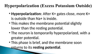 Hyperpolarization (Excess Potassium Outside)
• Hyperpolarization: After K+ gates close, more K+
is outside than Na+ is inside.
• This makes the membrane potential slightly
lower than the resting potential.
• The neuron is temporarily hyperpolarized, with a
greater potential.
• This phase is brief, and the membrane soon
returns to its resting potential.
 