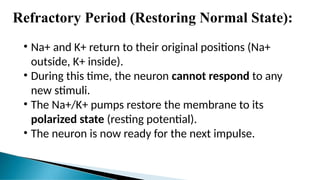 Refractory Period (Restoring Normal State):
• Na+ and K+ return to their original positions (Na+
outside, K+ inside).
• During this time, the neuron cannot respond to any
new stimuli.
• The Na+/K+ pumps restore the membrane to its
polarized state (resting potential).
• The neuron is now ready for the next impulse.
 