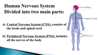Human Nervous System
Divided into two main parts:
a) Central Nervous System (CNS): consists of
the brain and spinal cord
b) Peripheral Nervous System (PNS): includes
all the nerves of the body
 
