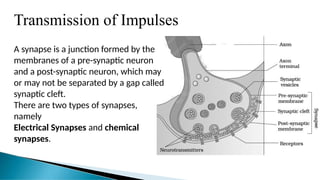 Transmission of Impulses
A synapse is a junction formed by the
membranes of a pre-synaptic neuron
and a post-synaptic neuron, which may
or may not be separated by a gap called
synaptic cleft.
There are two types of synapses,
namely
Electrical Synapses and chemical
synapses.
 