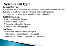 Synapses and Types
Synapse Overview:
The synapse is the site where information is transmitted between neurons.
Typically occurs between axon terminals and dendritic spines.
Can also form between axons, dendrites, and cell bodies.
Types of Synapses:
1. Axon-to-Dendrite Synapse
2. Axon-to-Axon Synapse
3. Dendrite-to-Dendrite Synapse
4. Axon-to-Cell Body Synapse
Key Terms:
- Presynaptic Neuron: Sends the signal.
- Postsynaptic Neuron: Receives the signal.
- Neurons can be both presynaptic and postsynaptic.
 