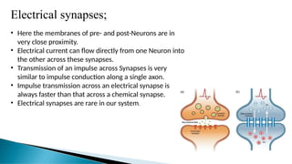 Electrical synapses;
• Here the membranes of pre- and post-Neurons are in
very close proximity.
• Electrical current can flow directly from one Neuron into
the other across these synapses.
• Transmission of an impulse across Synapses is very
similar to impulse conduction along a single axon.
• Impulse transmission across an electrical synapse is
always faster than that across a chemical synapse.
• Electrical synapses are rare in our system.
 