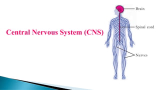 Central Nervous System (CNS)
 