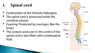 i. Spinal cord
 Continuation of the Medulla Oblongata.
 The spinal cord is protected inside the
vertebral column.
 Covering: Protected by meninges (like the
brain)
 The central canal seen in the centre of the
spinal cord is also filled with cerebrospinal
fluid.
 