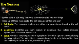 Neuron Stuff HUMAN NERVOUS SYSTEM power point presentation | PPTX