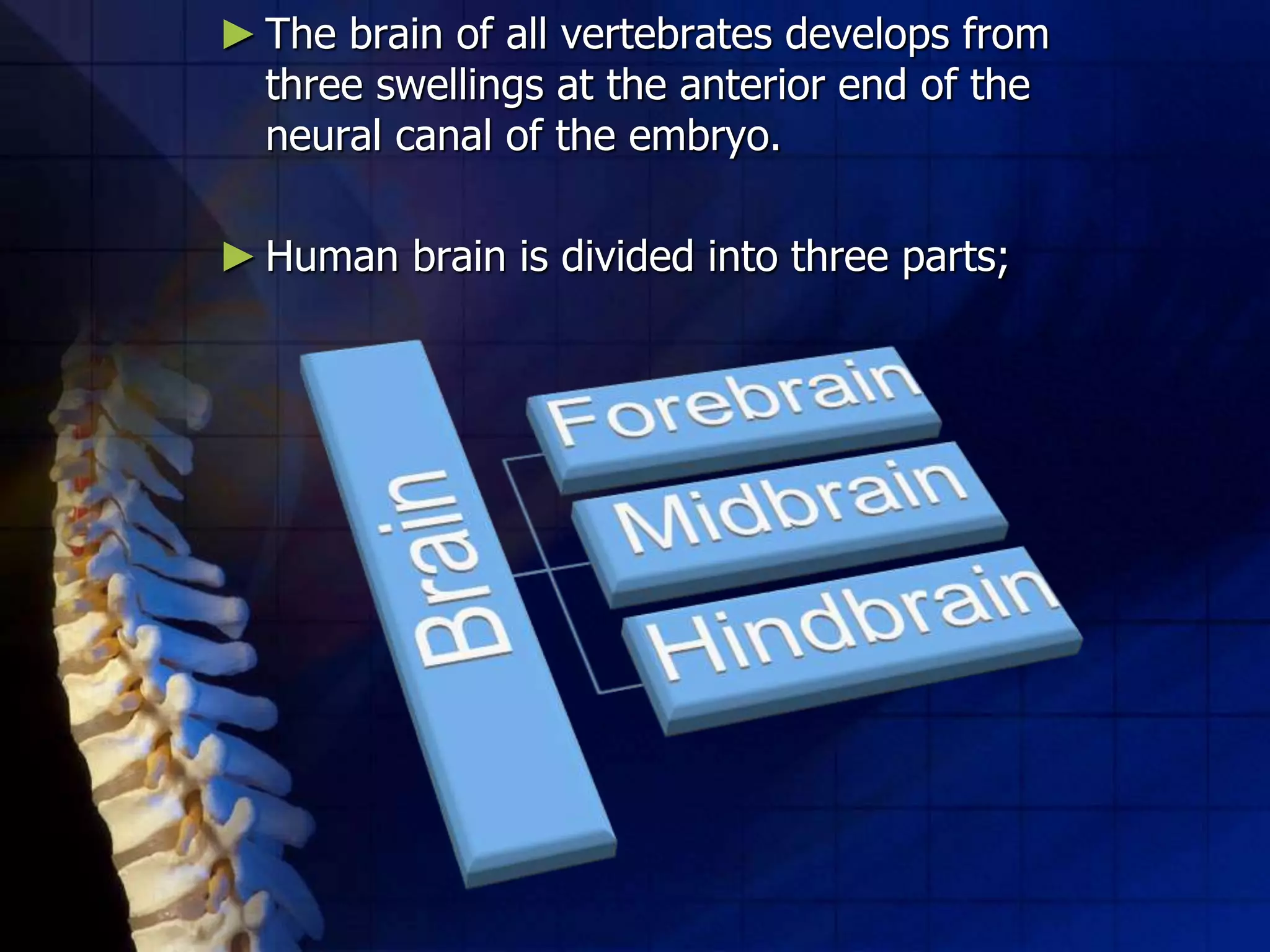 ►The brain of all vertebrates develops from
three swellings at the anterior end of the
neural canal of the embryo.
►Human brain is divided into three parts;
 