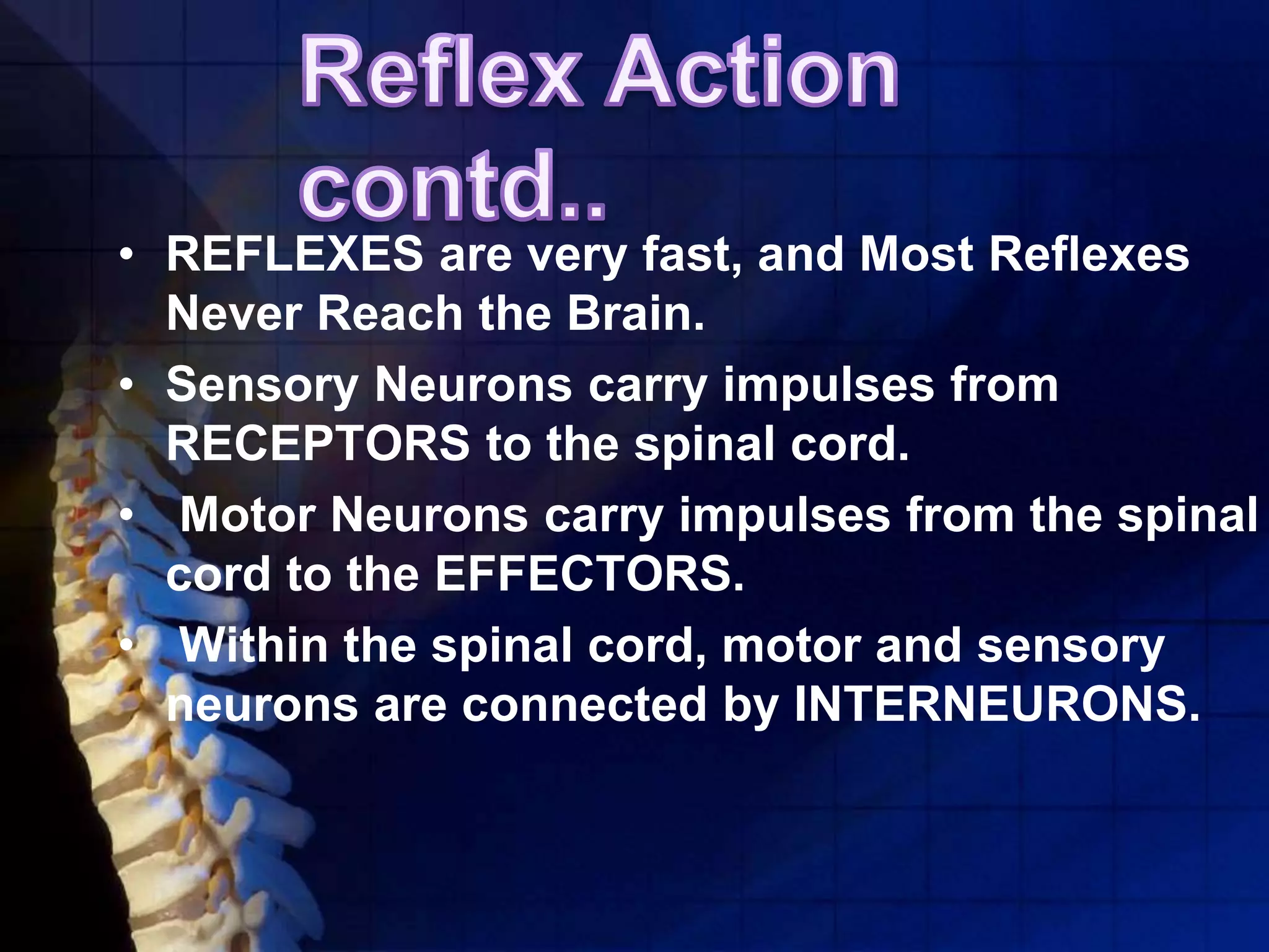 • REFLEXES are very fast, and Most Reflexes
Never Reach the Brain.
• Sensory Neurons carry impulses from
RECEPTORS to the spinal cord.
• Motor Neurons carry impulses from the spinal
cord to the EFFECTORS.
• Within the spinal cord, motor and sensory
neurons are connected by INTERNEURONS.
 