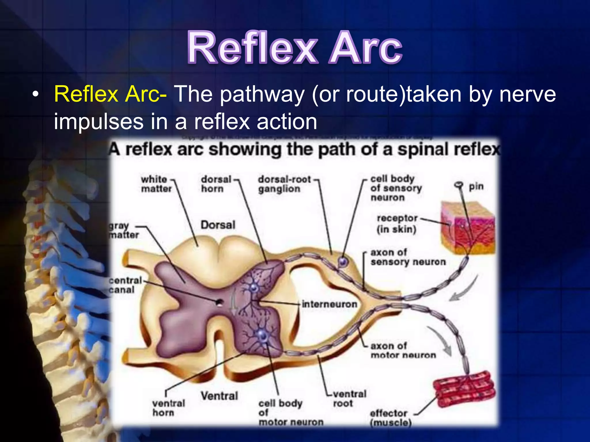 • Reflex Arc- The pathway (or route)taken by nerve
impulses in a reflex action
 