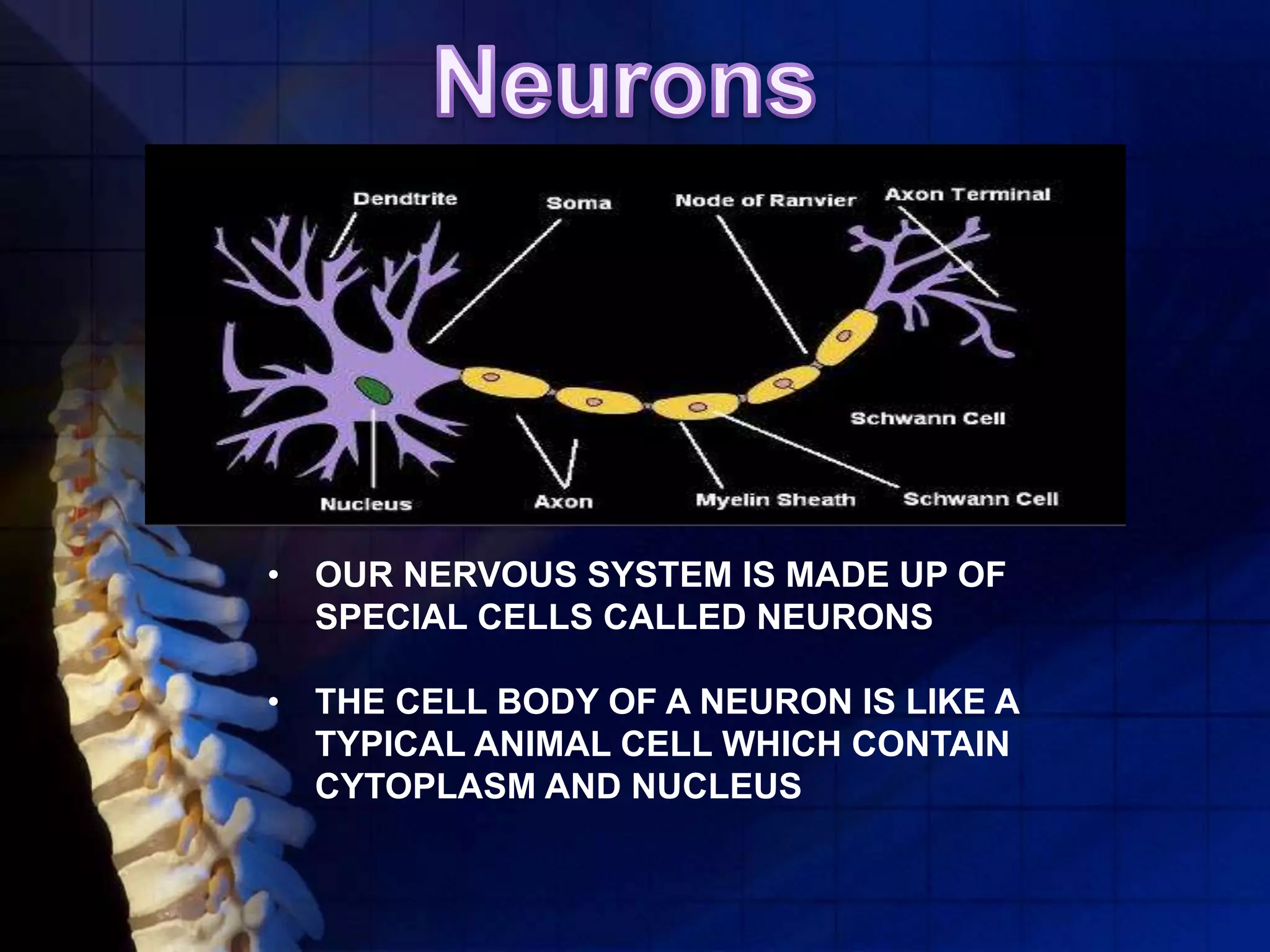 • OUR NERVOUS SYSTEM IS MADE UP OF
SPECIAL CELLS CALLED NEURONS
• THE CELL BODY OF A NEURON IS LIKE A
TYPICAL ANIMAL CELL WHICH CONTAIN
CYTOPLASM AND NUCLEUS
 