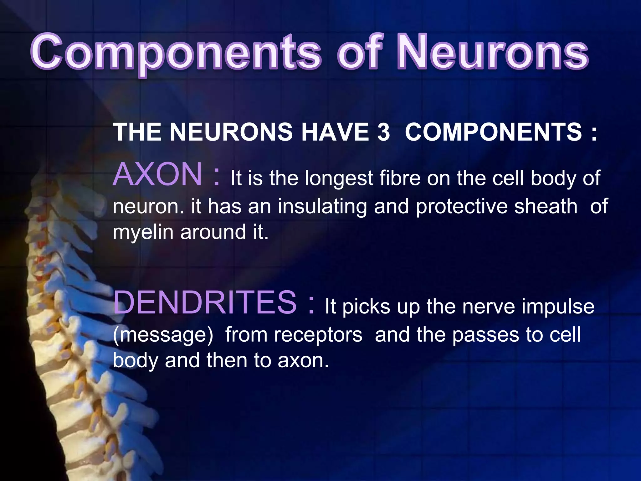 THE NEURONS HAVE 3 COMPONENTS :
AXON : It is the longest fibre on the cell body of
neuron. it has an insulating and protective sheath of
myelin around it.
DENDRITES : It picks up the nerve impulse
(message) from receptors and the passes to cell
body and then to axon.
 
