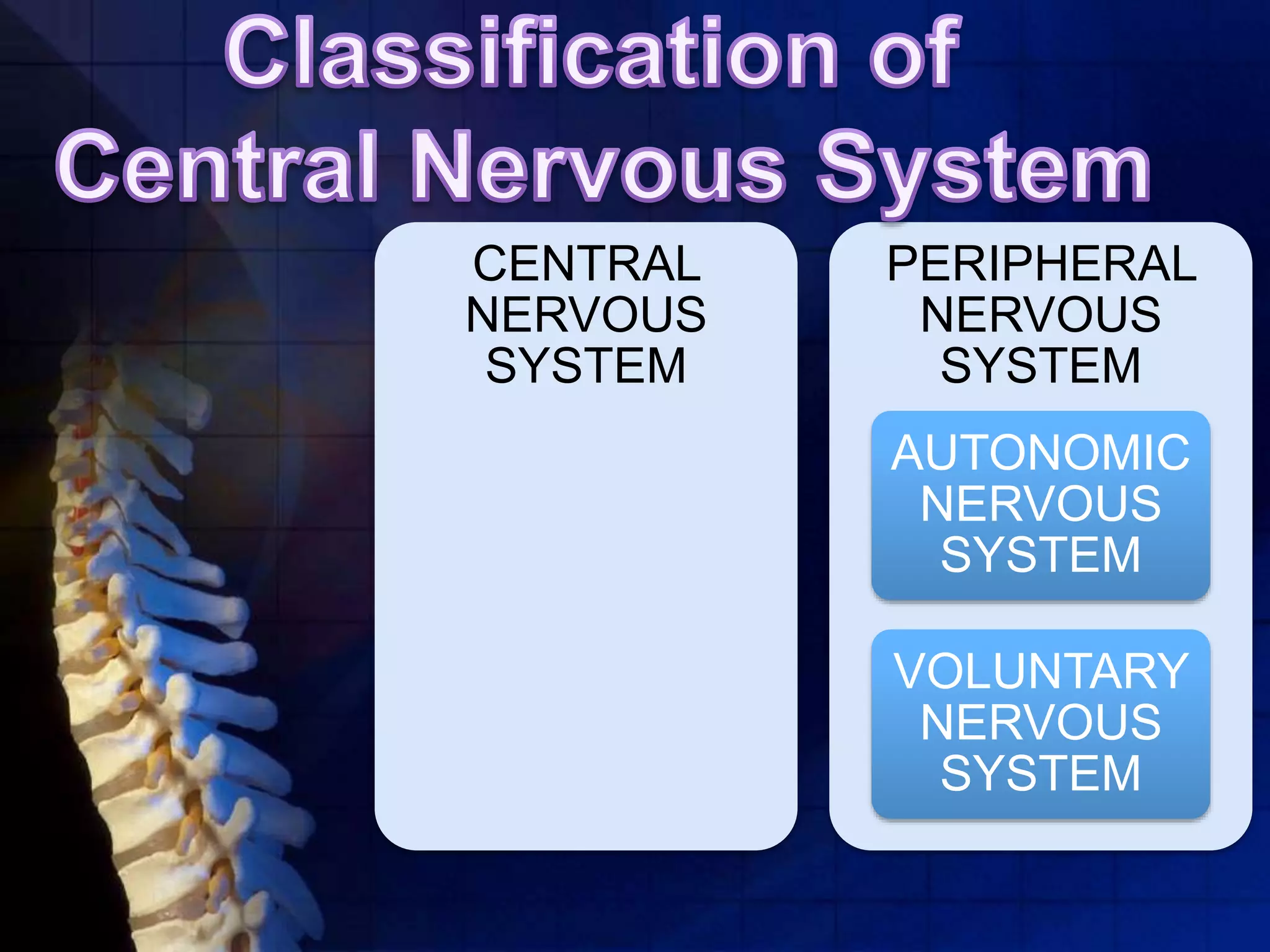 CENTRAL
NERVOUS
SYSTEM
PERIPHERAL
NERVOUS
SYSTEM
AUTONOMIC
NERVOUS
SYSTEM
VOLUNTARY
NERVOUS
SYSTEM
 