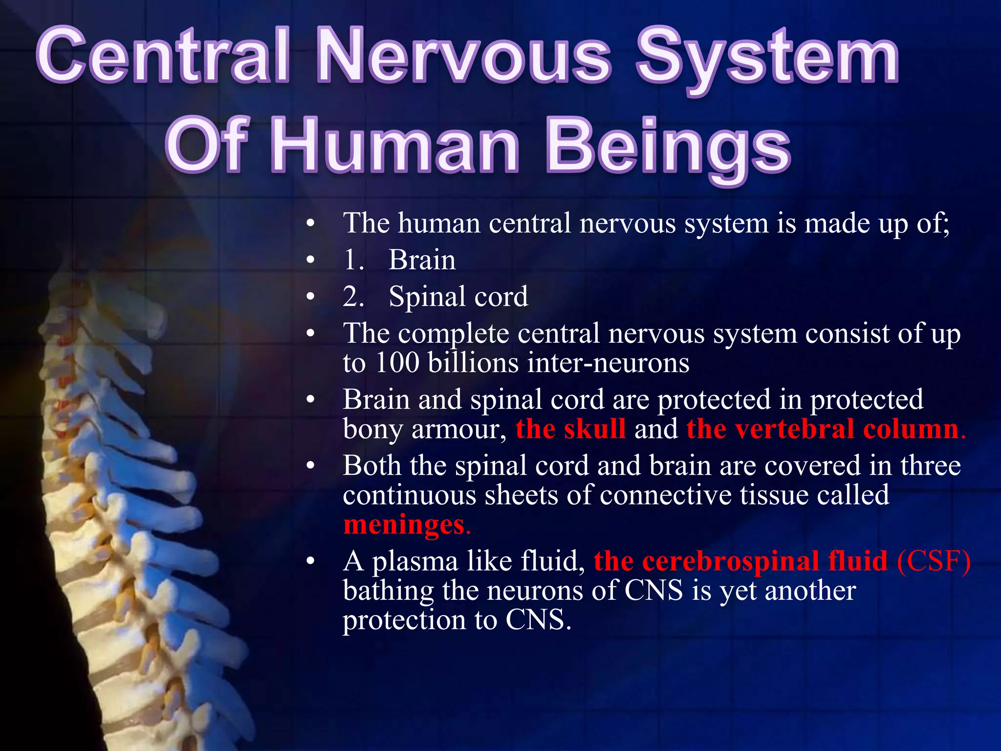 • The human central nervous system is made up of;
• 1. Brain
• 2. Spinal cord
• The complete central nervous system consist of up
to 100 billions inter-neurons
• Brain and spinal cord are protected in protected
bony armour, the skull and the vertebral column.
• Both the spinal cord and brain are covered in three
continuous sheets of connective tissue called
meninges.
• A plasma like fluid, the cerebrospinal fluid (CSF)
bathing the neurons of CNS is yet another
protection to CNS.
 