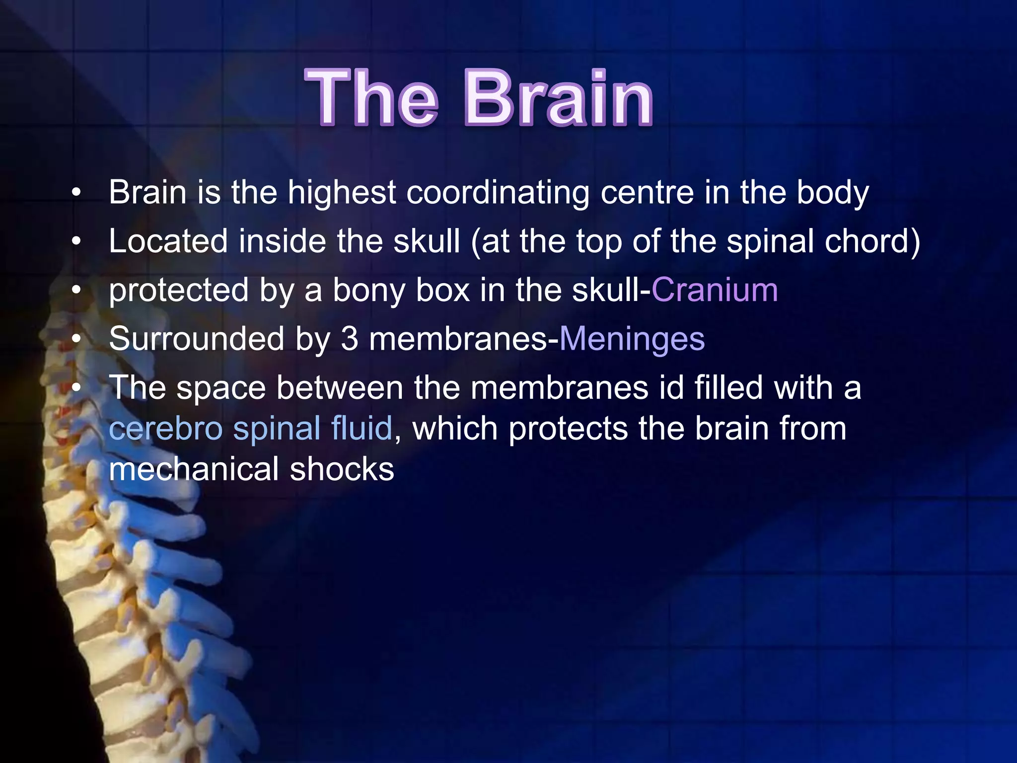 • Brain is the highest coordinating centre in the body
• Located inside the skull (at the top of the spinal chord)
• protected by a bony box in the skull-Cranium
• Surrounded by 3 membranes-Meninges
• The space between the membranes id filled with a
cerebro spinal fluid, which protects the brain from
mechanical shocks
 