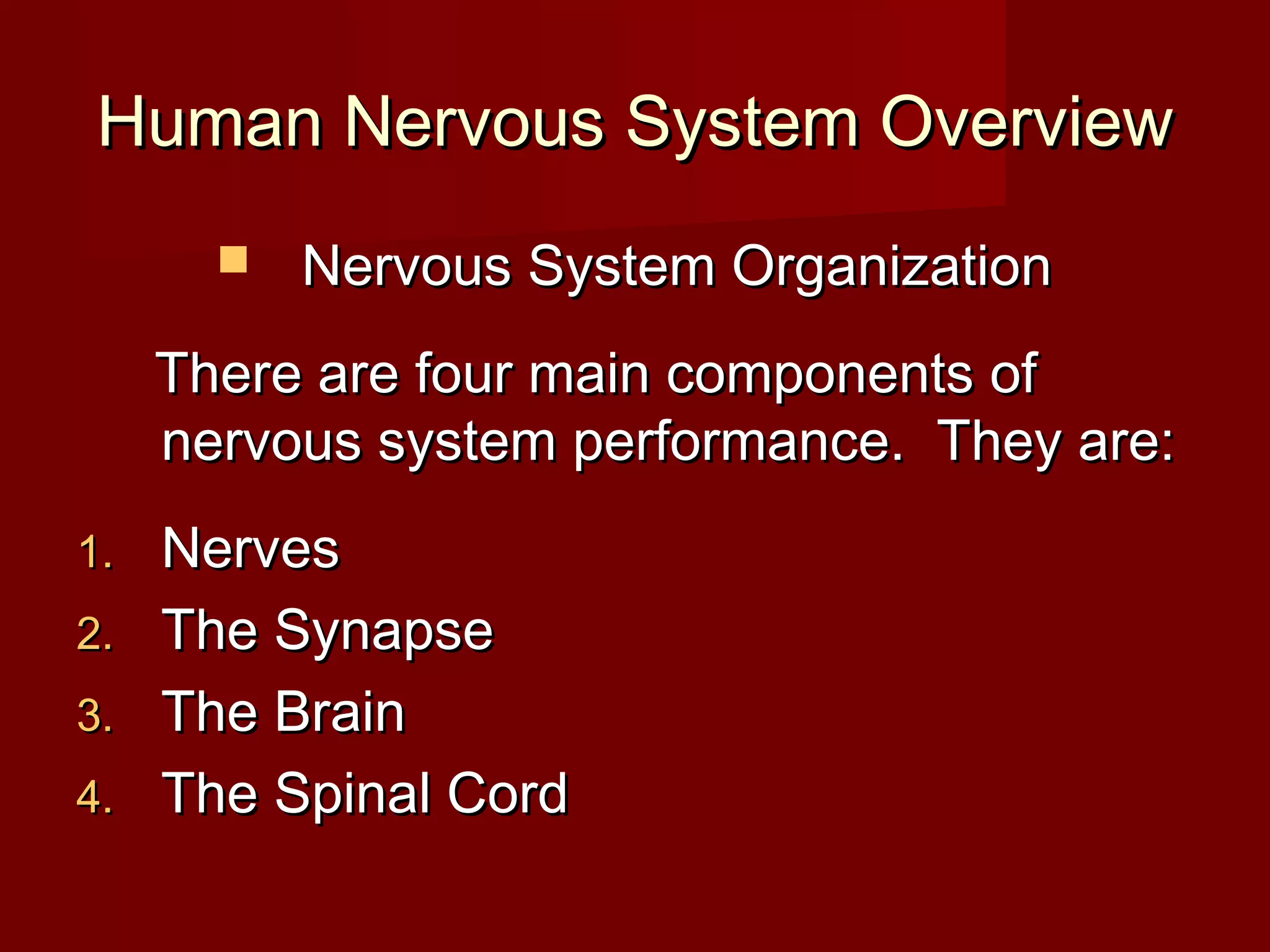 Human Nervous System Overview
          Nervous System Organization
     There are four main components of
     nervous system performance. They are:
1. Nerves
2. The Synapse
3. The Brain
4. The Spinal Cord
 