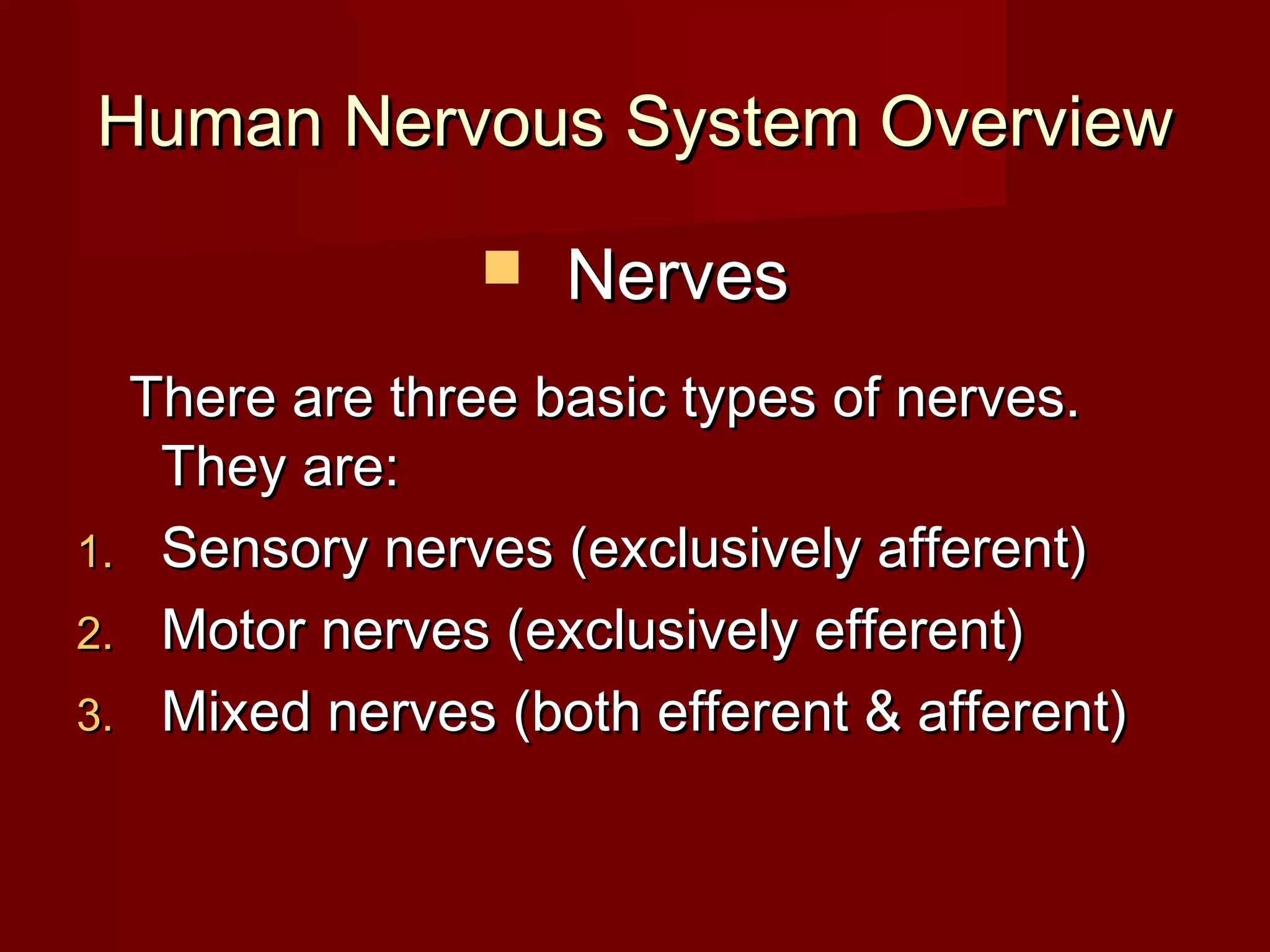 Human Nervous System Overview

                   Nerves
  There are three basic types of nerves.
   They are:
1. Sensory nerves (exclusively afferent)
2. Motor nerves (exclusively efferent)
3. Mixed nerves (both efferent & afferent)
 