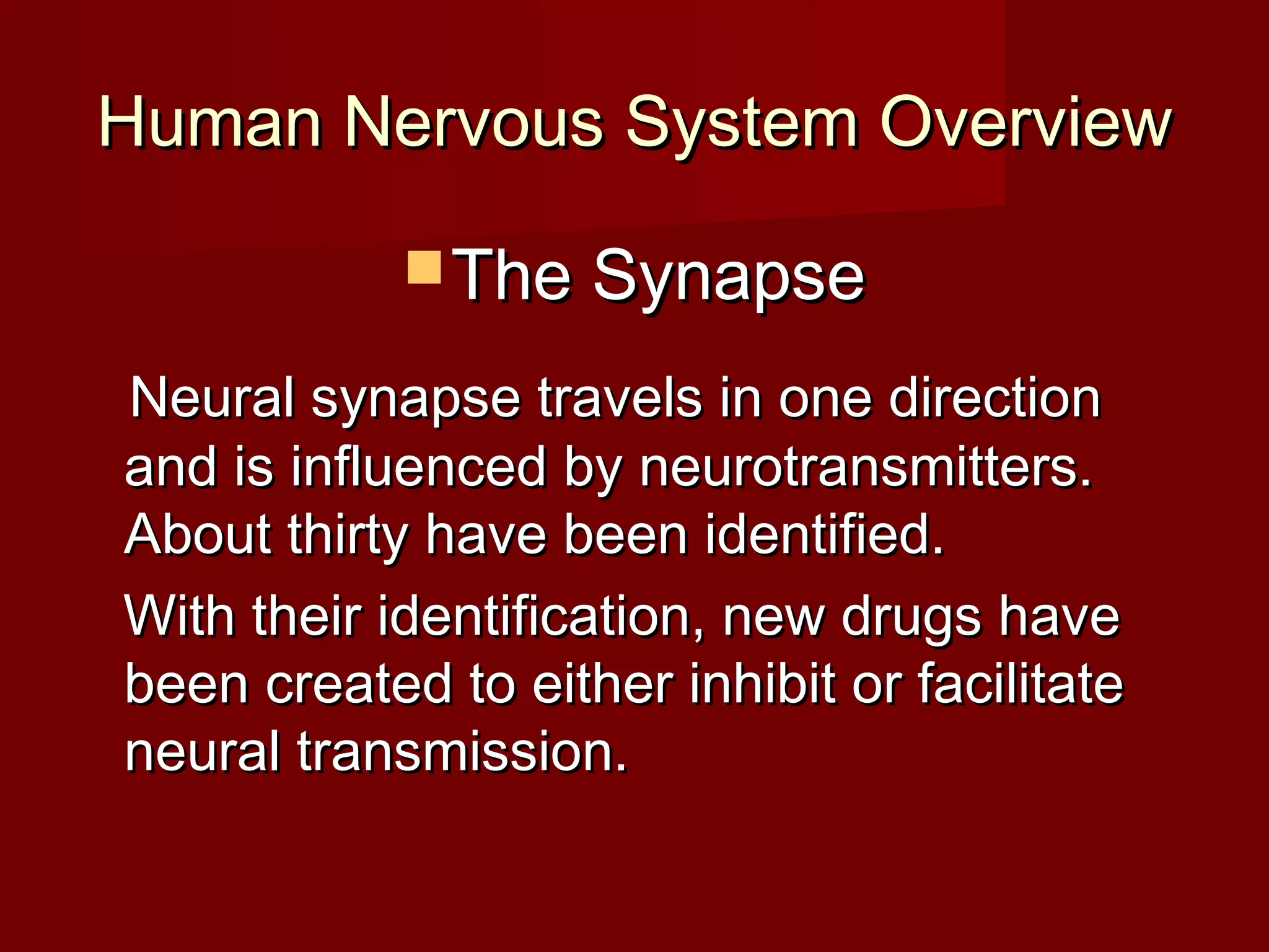 Human Nervous System Overview

             The Synapse

Neural synapse travels in one direction
and is influenced by neurotransmitters.
About thirty have been identified.
With their identification, new drugs have
been created to either inhibit or facilitate
neural transmission.
 