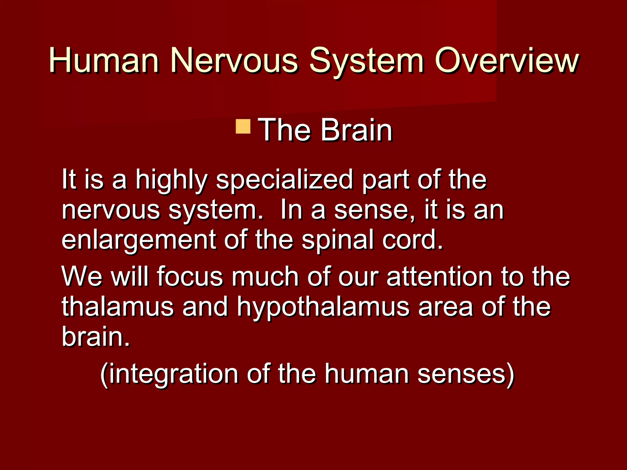 Human Nervous System Overview
               The Brain

It is a highly specialized part of the
nervous system. In a sense, it is an
enlargement of the spinal cord.
We will focus much of our attention to the
thalamus and hypothalamus area of the
brain.
     (integration of the human senses)
 