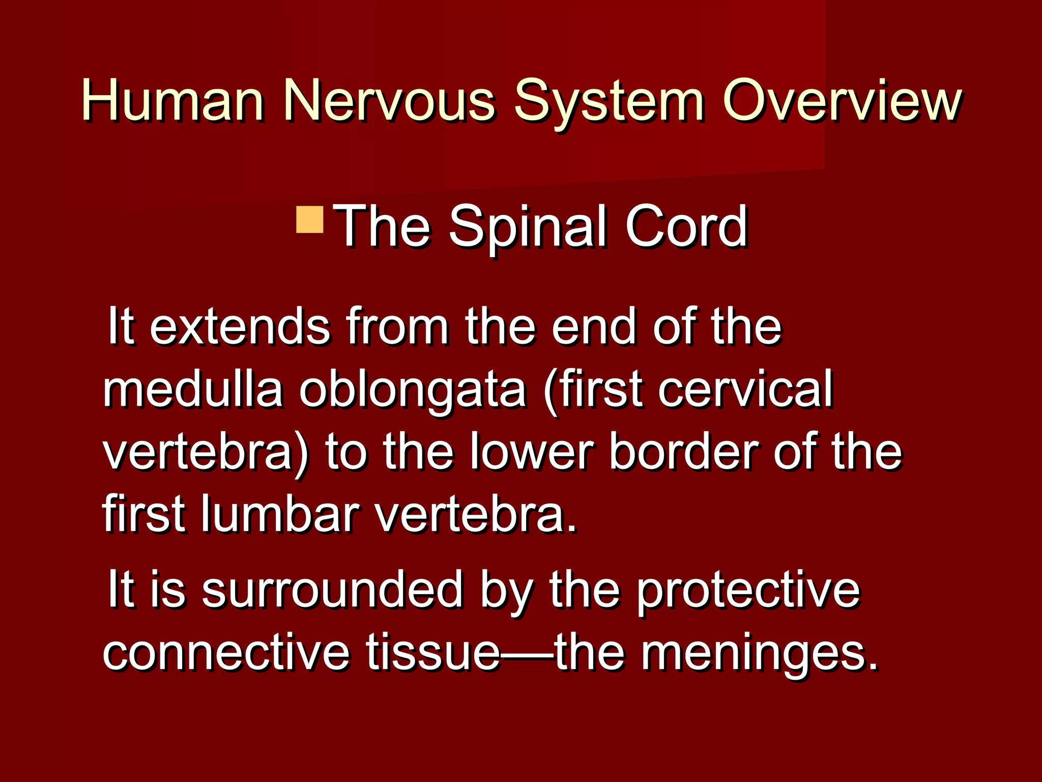 Human Nervous System Overview

         The Spinal Cord

It extends from the end of the
medulla oblongata (first cervical
vertebra) to the lower border of the
first lumbar vertebra.
It is surrounded by the protective
connective tissue—the meninges.
 