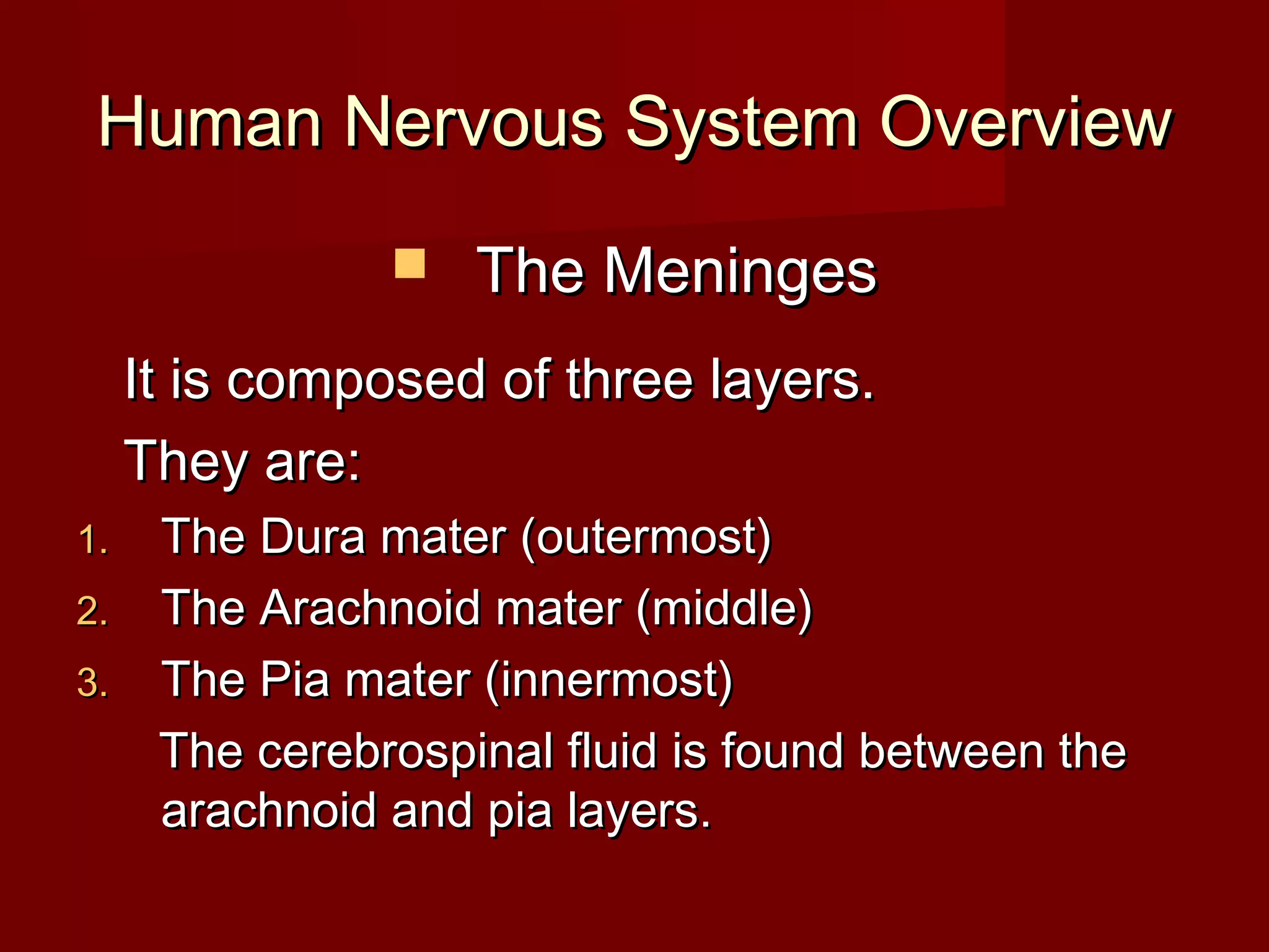 Human Nervous System Overview
                   The Meninges
     It is composed of three layers.
     They are:
1.    The Dura mater (outermost)
2.    The Arachnoid mater (middle)
3.    The Pia mater (innermost)
      The cerebrospinal fluid is found between the
      arachnoid and pia layers.
 