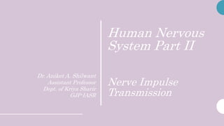 Human Nervous
System Part II
Nerve Impulse
Transmission
Dr. Aniket A. Shilwant
Assistant Professor
Dept. of Kriya Sharir
GJP-IASR
 