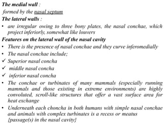 The medial wall :
formed by the nasal septum
The lateral walls :
• are irregular owing to three bony plates, the nasal conchae, which
project inferiorly, somewhat like louvers
Features on the lateral wall of the nasal cavity
• There is the presence of nasal conchae and they curve inferomedially
• The nasal conchae include;
 Superior nasal concha
 middle nasal concha
 inferior nasal concha
• The conchae or turbinates of many mammals (especially running
mammals and those existing in extreme environments) are highly
convoluted, scroll-like structures that offer a vast surface area for
heat exchange
• Underneath each choncha in both humans with simple nasal conchae
and animals with complex turbinates is a recess or meatus
{passage(s) in the nasal cavity}
 
