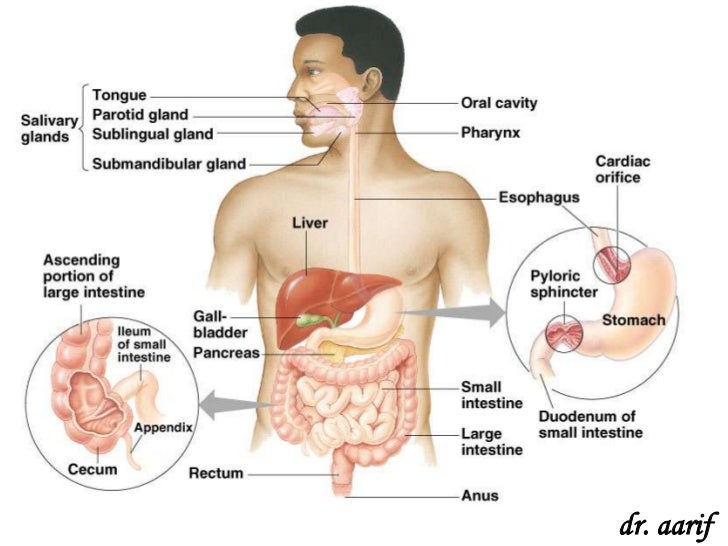 human nutrition 4 728 jpg cb 1346989245 human nutrition