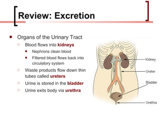 Review: Excretion

   Organs of the Urinary Tract
       Blood flows into kidneys
           Nephrons clean blood
           Filtered blood flows back into
            circulatory system
       Waste products flow down thin
        tubes called ureters
       Urine is stored in the bladder
       Urine exits body via urethra
 