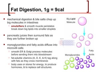 Fat Digestion, 1g = 9cal
   mechanical digestion & bile salts chop up             Big Lipid
    big molecules in intestines                           Molecule
        emulsifiers & smooth muscle peristalsis
         break down big lipids into smaller droplets

   pancreatic juices then surround fats as
    they are further broken up

   monoglycerides and fatty acids diffuse into
    microvilli cells
                                                                          Fatty
        smooth ER & Golgi process molecules
         before sending them into bloodstream            Monoglycerides   Acids
        fat-soluble vitamins (A, D, E, & K) tag along
         with fats as they cross membranes
        body uses or stores for energy, to produce
         hormones, & to replace cell structures
 