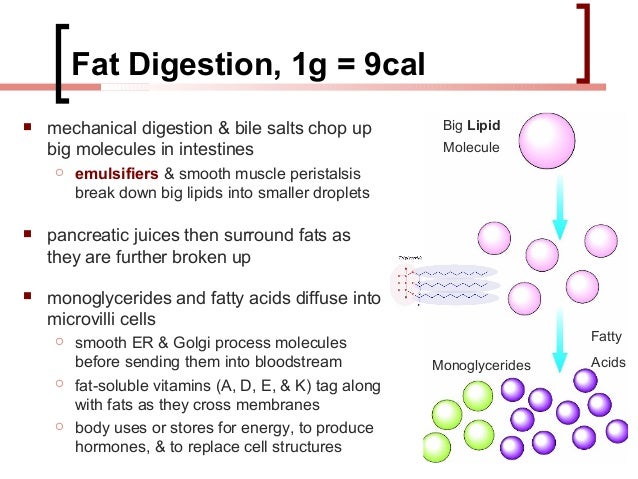 human nutrition