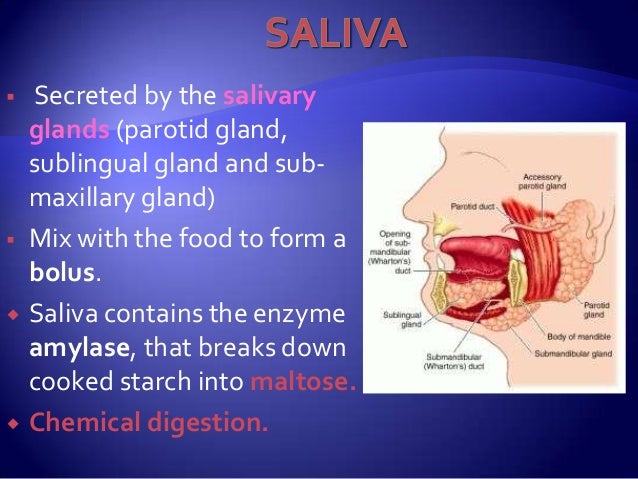 What Makes Food Into Bolus What Makes Food Into Bolus