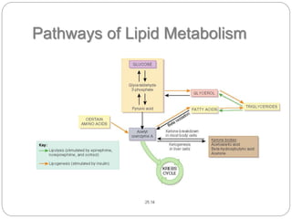 Pathways of Lipid Metabolism
 