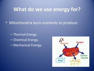 What do we use energy for?
• Mitochondria burn nutrients to produce:
– Thermal Energy.
– Chemical Energy.
– Mechanical Energy.
 
