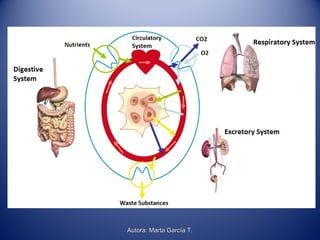 Autora: Marta García T.Autora: Marta García T.
 