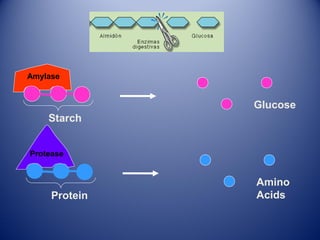 Amylase
Starch
Glucose
Protease
Protein
Amino
Acids
 