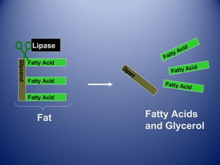 Glycerol
Fatty Acid
Fatty Acid
Fatty Acid
Glycerol
Fatty Acid
Fatty Acid
Fatty Acid
Lipase
Fat Fatty Acids
and Glycerol
 
