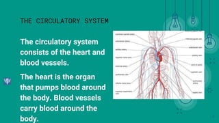 The circulatory system
consists of the heart and
blood vessels.
The heart is the organ
that pumps blood around
the body. Blood vessels
carry blood around the
body. 3
THE CIRCULATORY SYSTEM
 