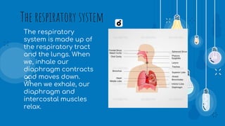 The respiratory system
The respiratory
system is made up of
the respiratory tract
and the lungs. When
we, inhale our
diaphragm contracts
and moves down.
When we exhale, our
diaphragm and
intercostal muscles
relax.
 