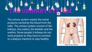 THE URINARY SYSTEM
The urinary system expels the waste
products carried by the blood from the
cells. The urinary system consist of the
kidneys, the ureters, the bladder and the
urethra. Some people´s kidneys do not
work properly so they have to connect
to a dialysis machine to stay healthy.
5
 