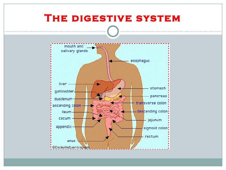 Quiz Human Digestive System