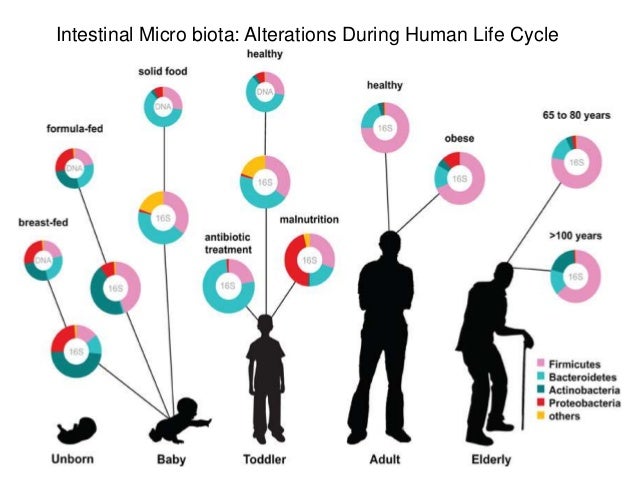human nutrition gut microbiome and immune system human nutrition