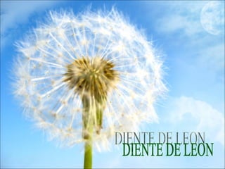 DIENTE DE LEON