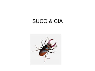 SUCO & CIA