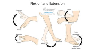 Flexion and Extension
 